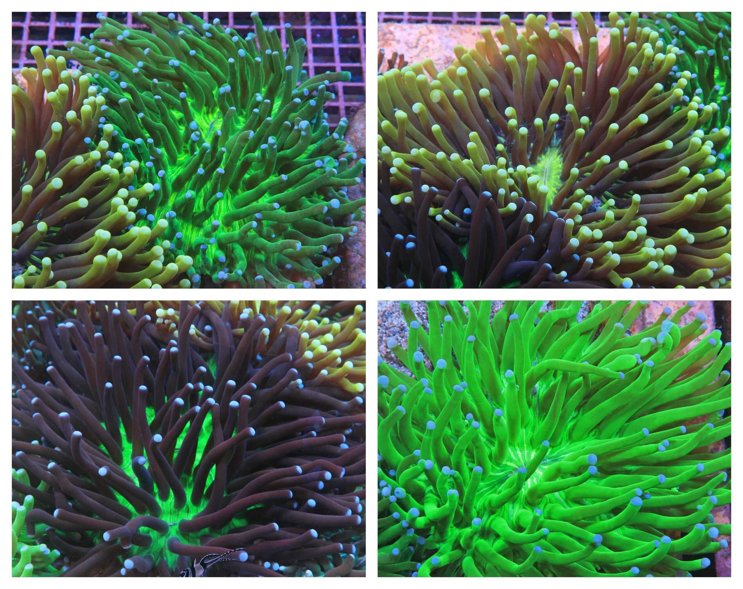 LPS: Plate Coral; Metallic