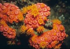 LPS: Sun Polyp; Orange; Australia