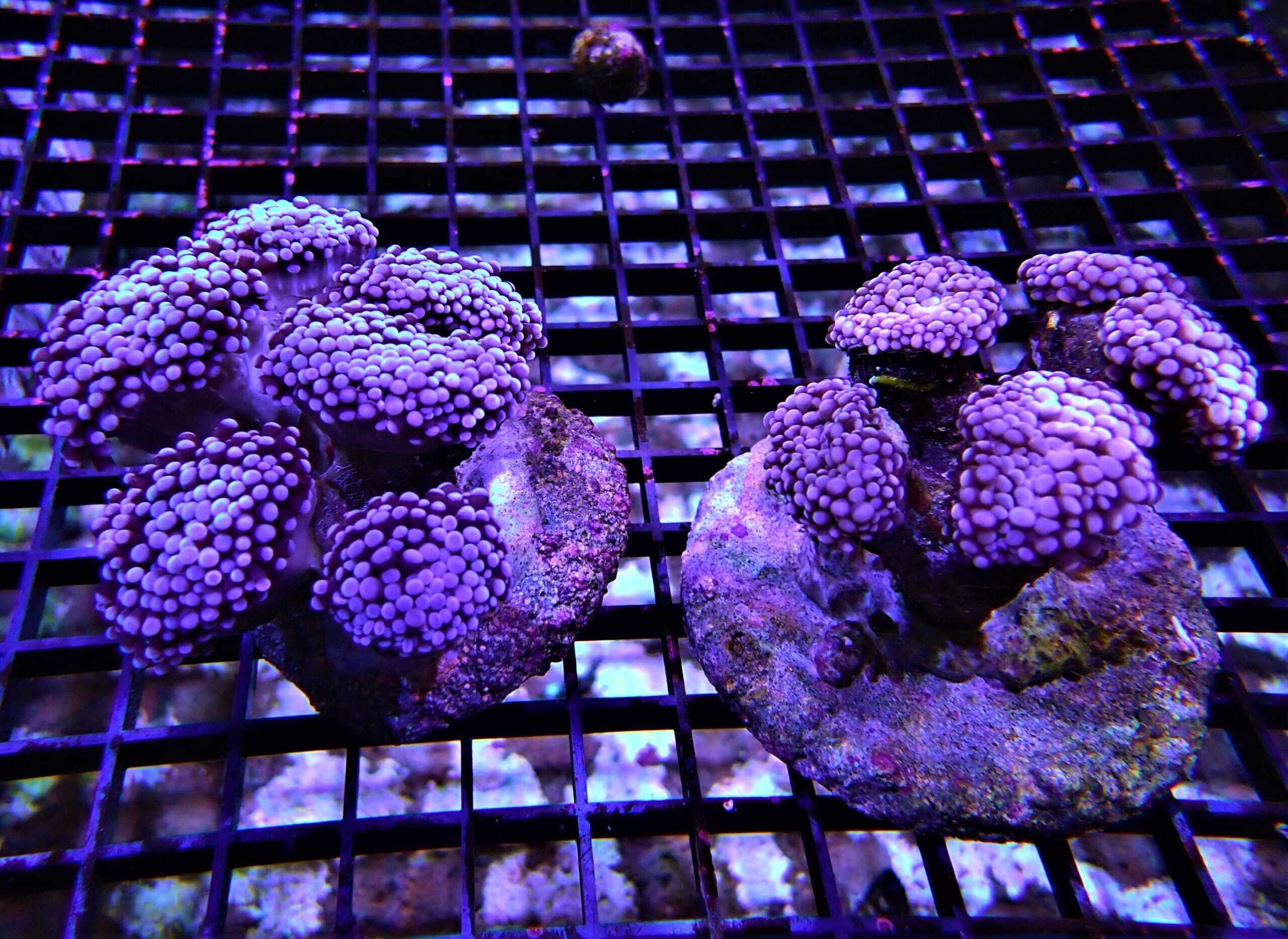 LPS: Torch Coral; Cutltured; Col.