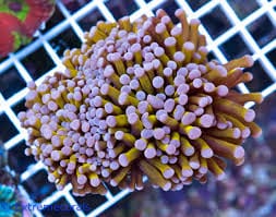 LPS: Torch Coral; GOLD;Aust per pol