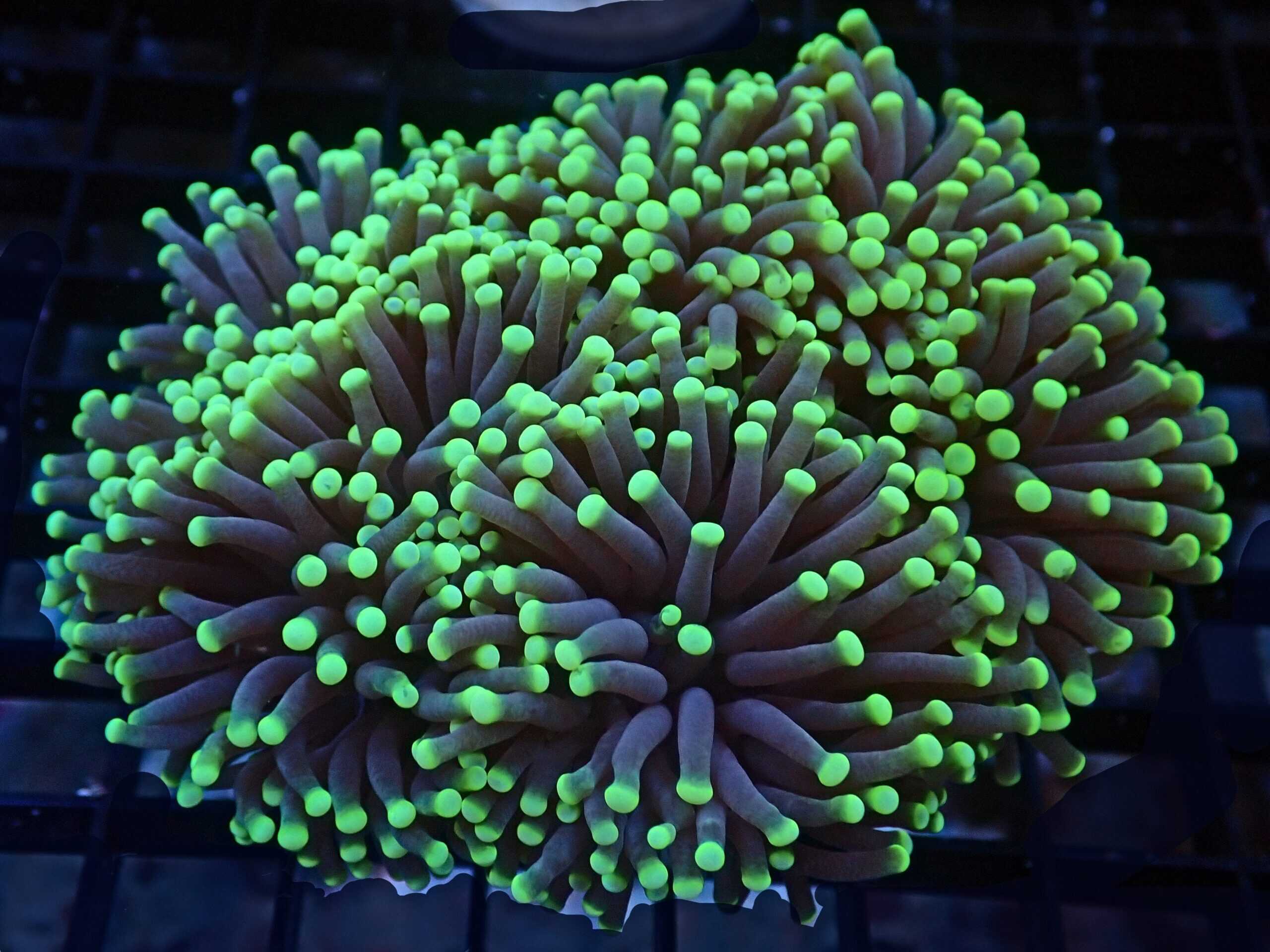 LPS: Torch Green Tip; Aust. (Polyp)