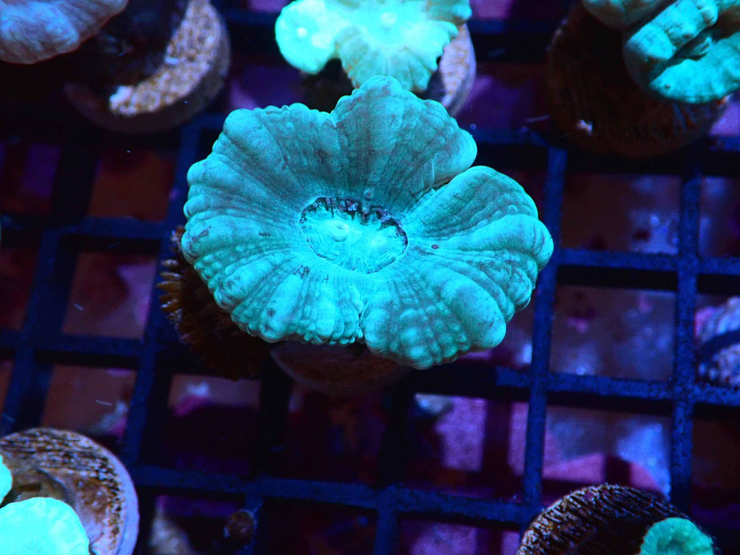 LPS: Trumpet Coral; Col Nano