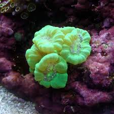 LPS: Trumpet Coral; Metallic