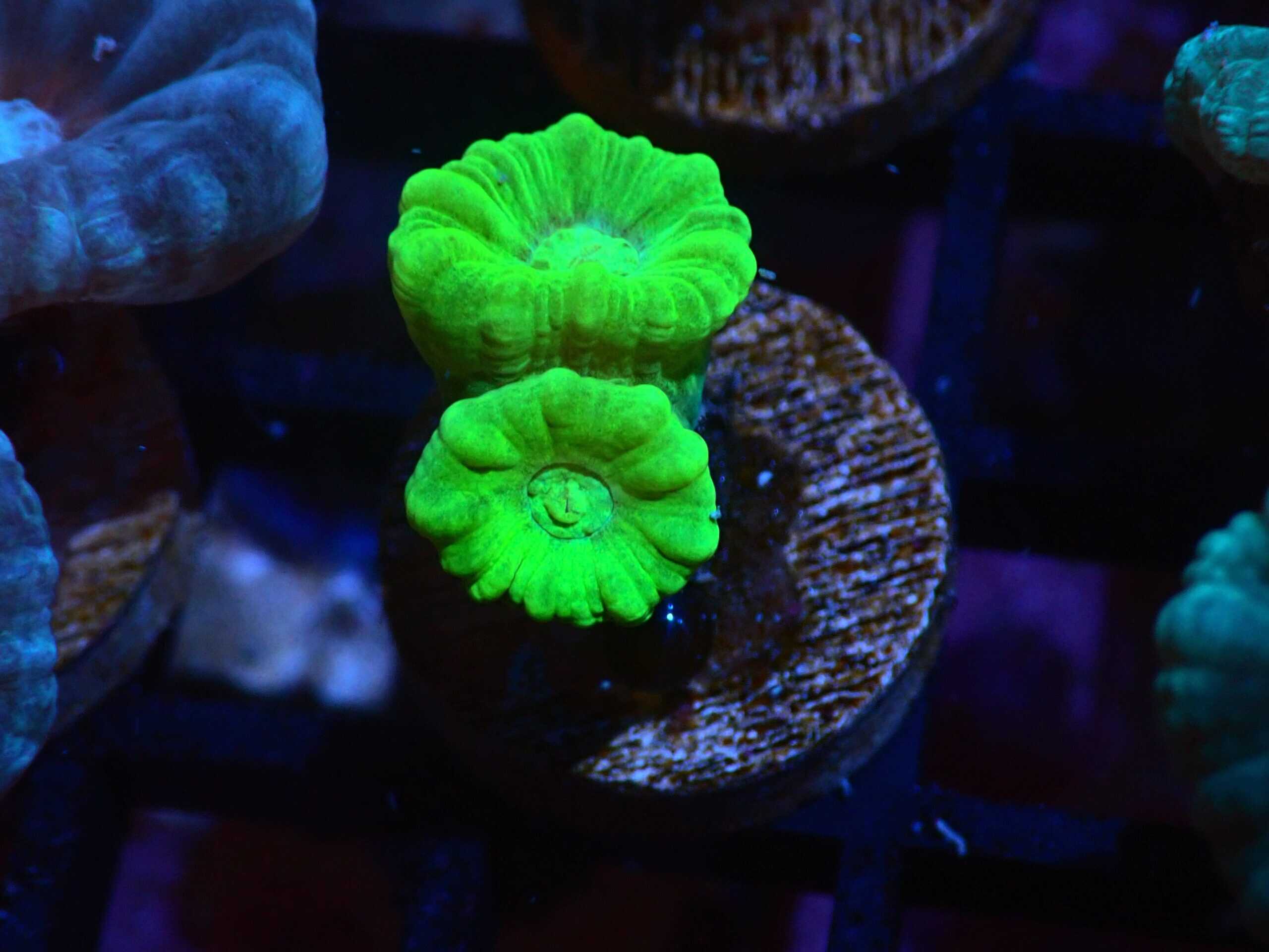 LPS: Trumpet Coral; Met Nano