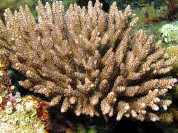 SPS: Acropora; Brown