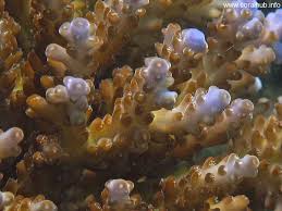 SPS: Acropora; 1st Grade; Fiji