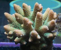 SPS: Acropora; Super Colored; Aust.