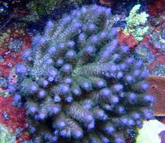 SPS: Acropora; Ultra Colored; Aust.