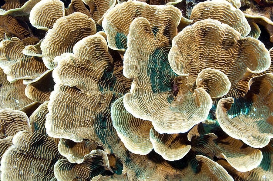 SPS: Elephant Skin-Pachyseris; Sol.