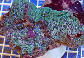 SPS: Leptoseris Coral; Aust.