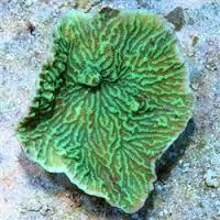 SPS: Merulina; Super