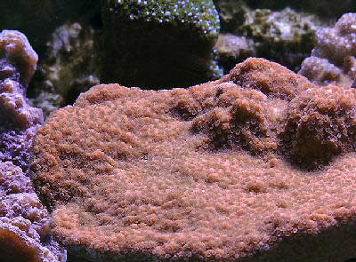 SPS: Montipora; Brown