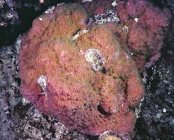 SPS: Montipora; Colored; Fiji