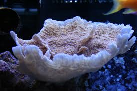 SPS: Montipora; Capricornus