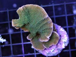 SPS: Mont. Capricornus; Cult; Color