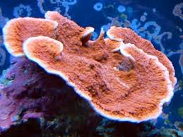 SPS: Mont. Capricornus; Super