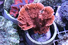 SPS: Mont. Capricornus; Cult; Super