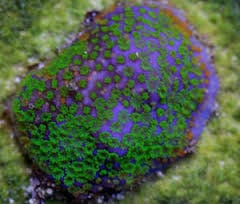 SPS: Montipora; Star Poker