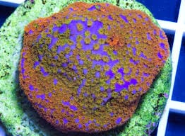 SPS: Montipora; Superman Danae