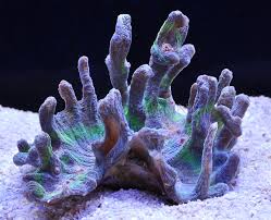 SPS: Pectinia Coral