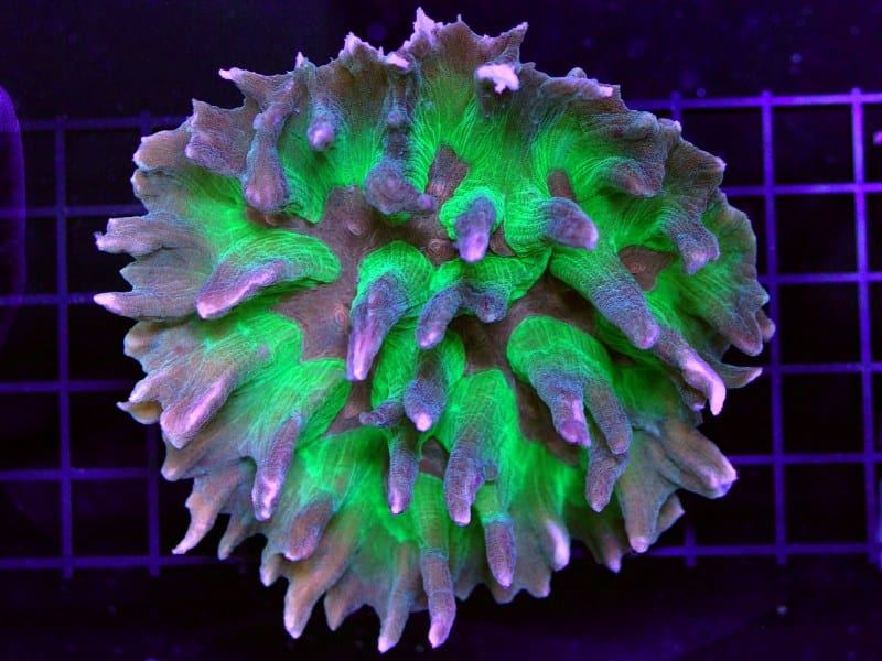SPS: Pectinia; Australia