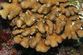 SPS: Pocillopora; Brown; Fiji