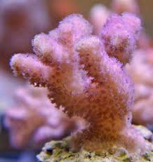 SPS: Pocillopora; Cultured; Super