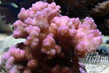 SPS: Pocillopora; Pink