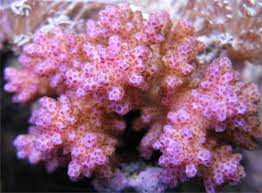 SPS: Pocillopora; Pink; Fiji
