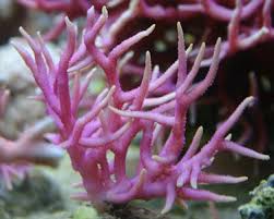 SPS: Seriatopora; Pink; Fiji