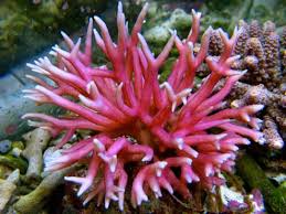 SPS: Seriatopora; Pink Super; Fiji