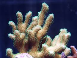 SPS: Stylophora; Brown