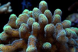 SPS: Stylophora; Green; Fiji