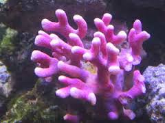 SPS: Stylophora; Pink Super; Fiji
