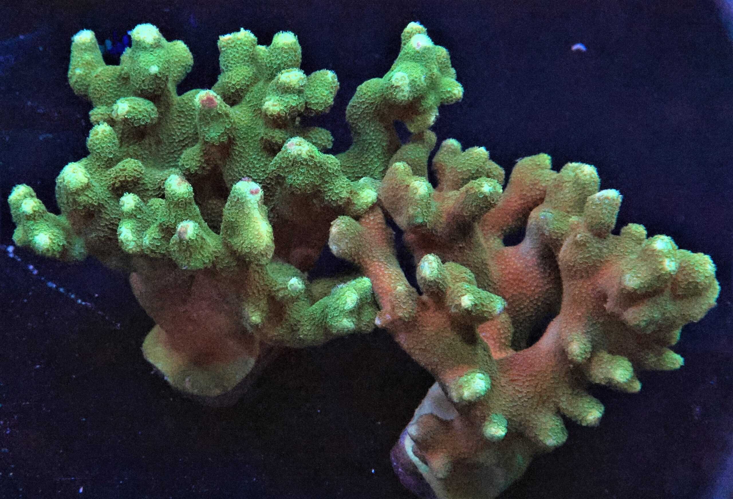 SPS: Yellow Finger Porites Cult