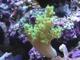 Soft Coral: Carnation; Green