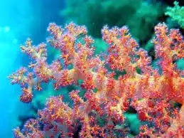 Soft Coral: Carnation; Rd/Or;