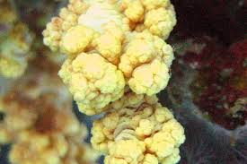 Soft Coral: Cauliflower; Colored