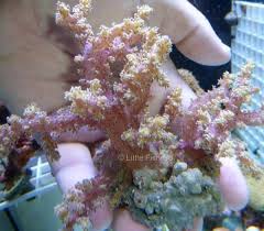 Soft Coral: Lemnalia; Purple