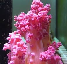 Soft Coral: Pink Cauliflower