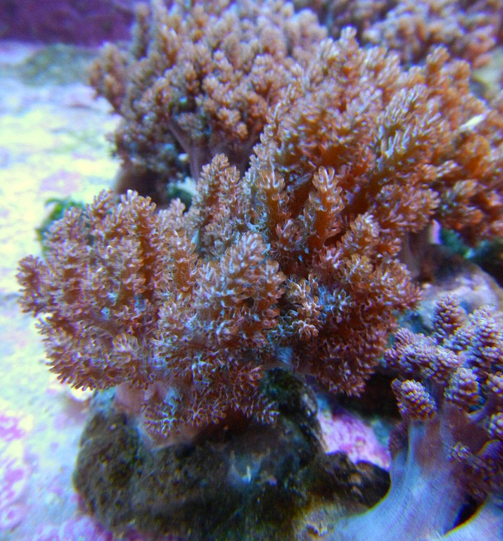 Leather: Finger; Hairy