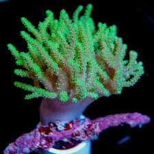 Leather: Rasta; Neon Green