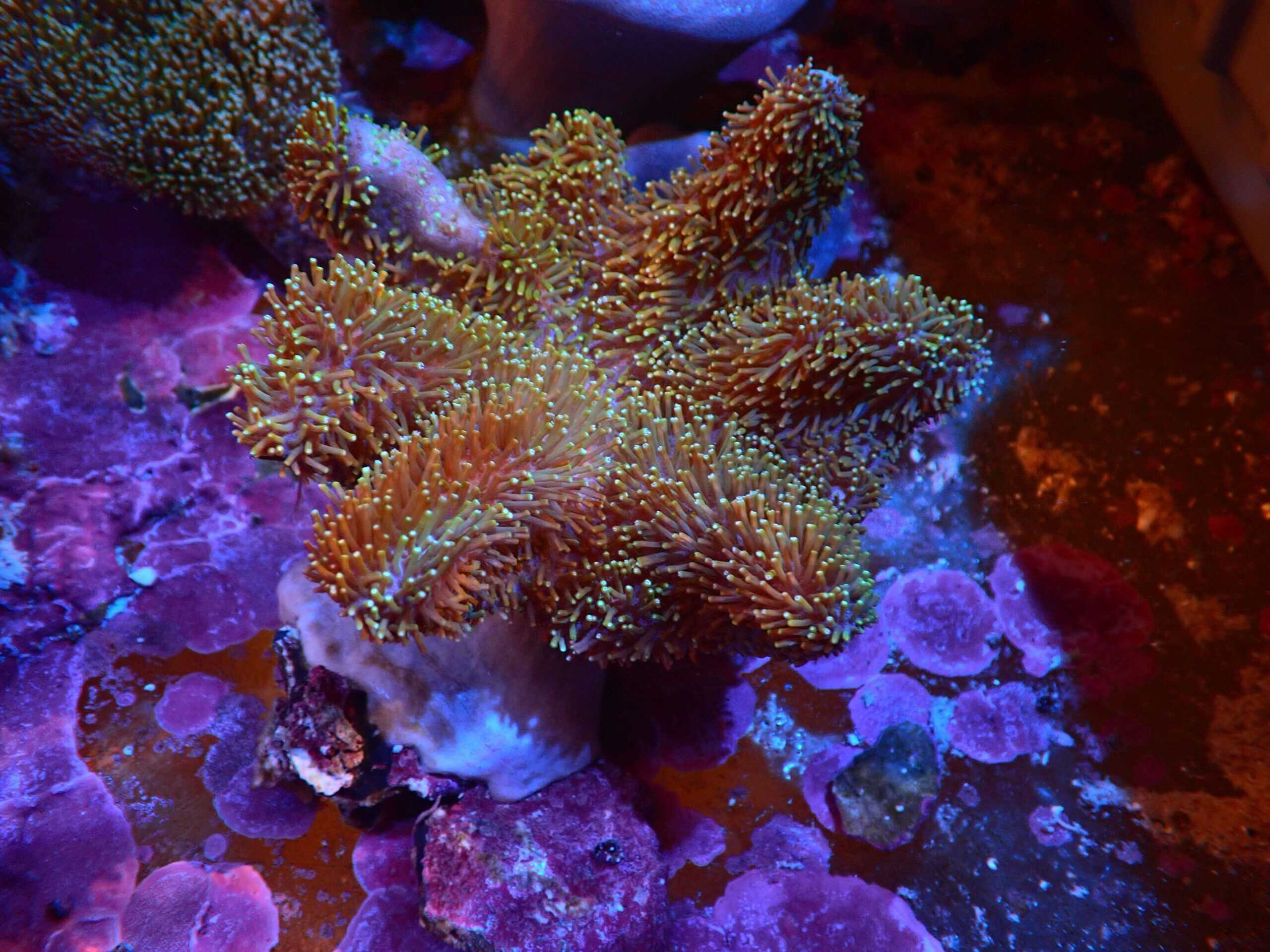 Leather: Umbrella; Cultured