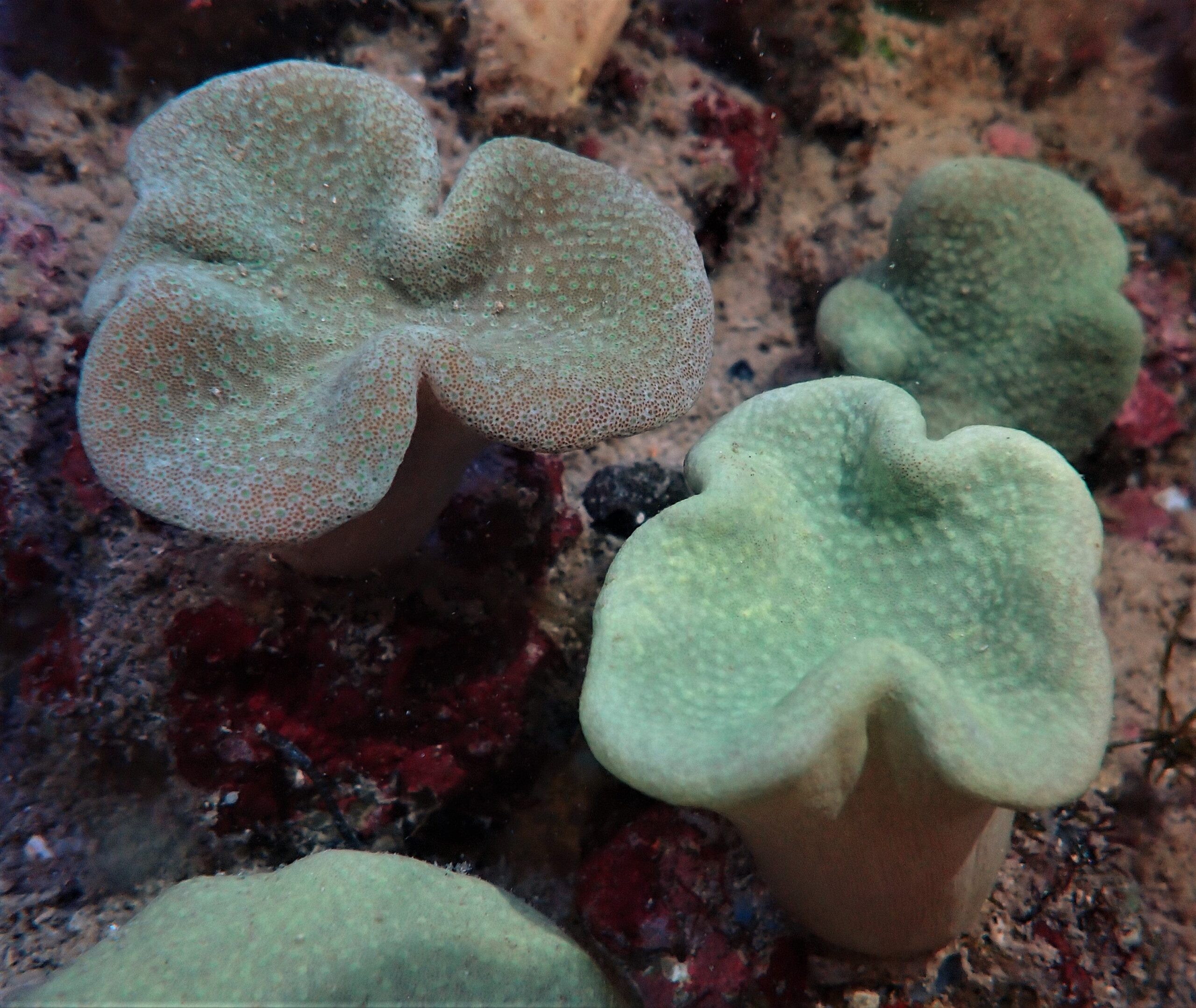 Leather: Umbrella; Gr/Yel CULT