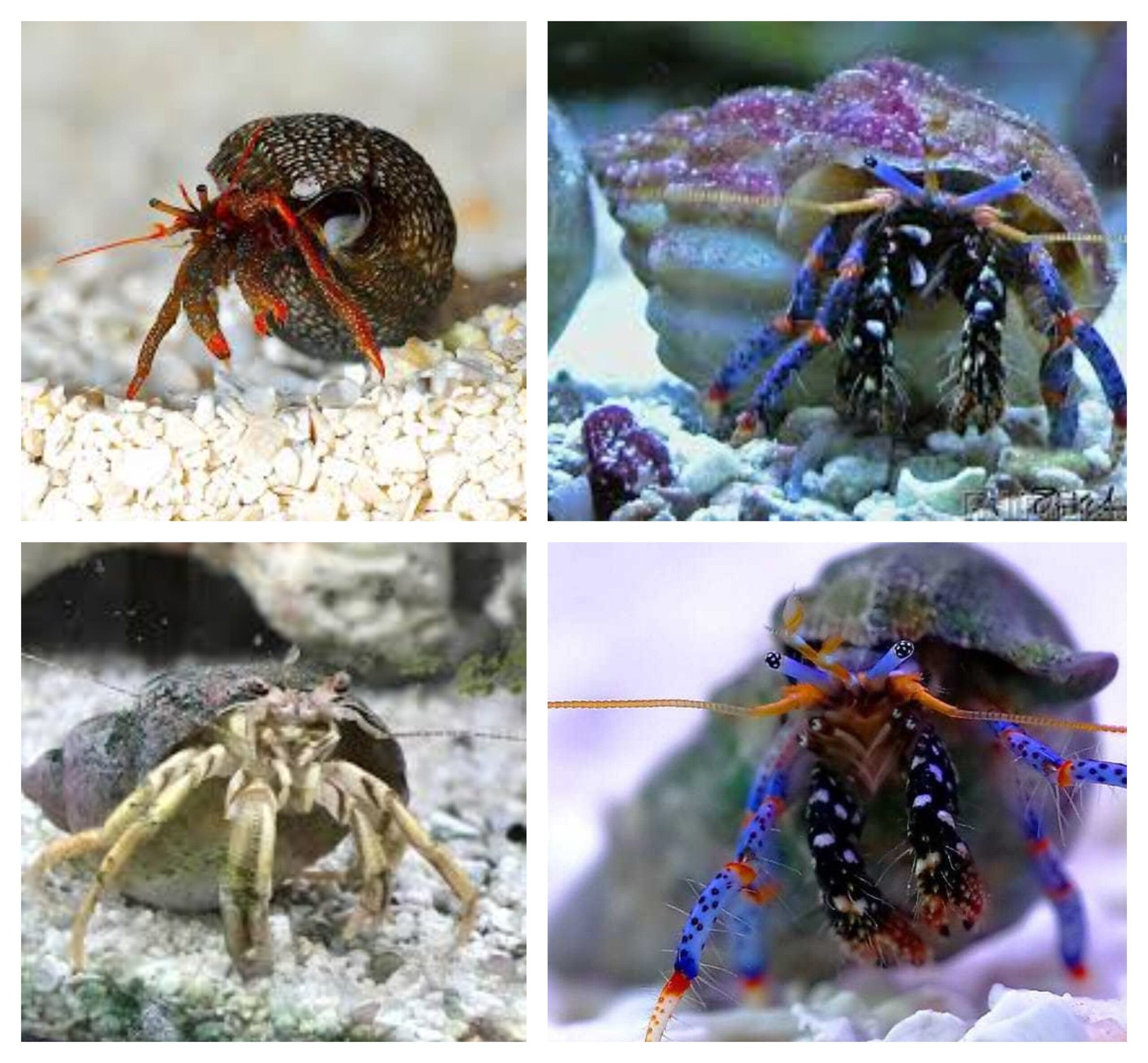 Crab: Assorted Reef Hermit