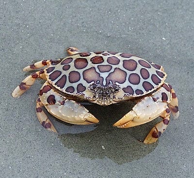 Crab: Calico; Atl.