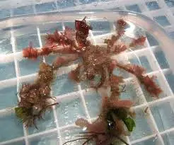 Crab: Decorator Arrow; Atl.