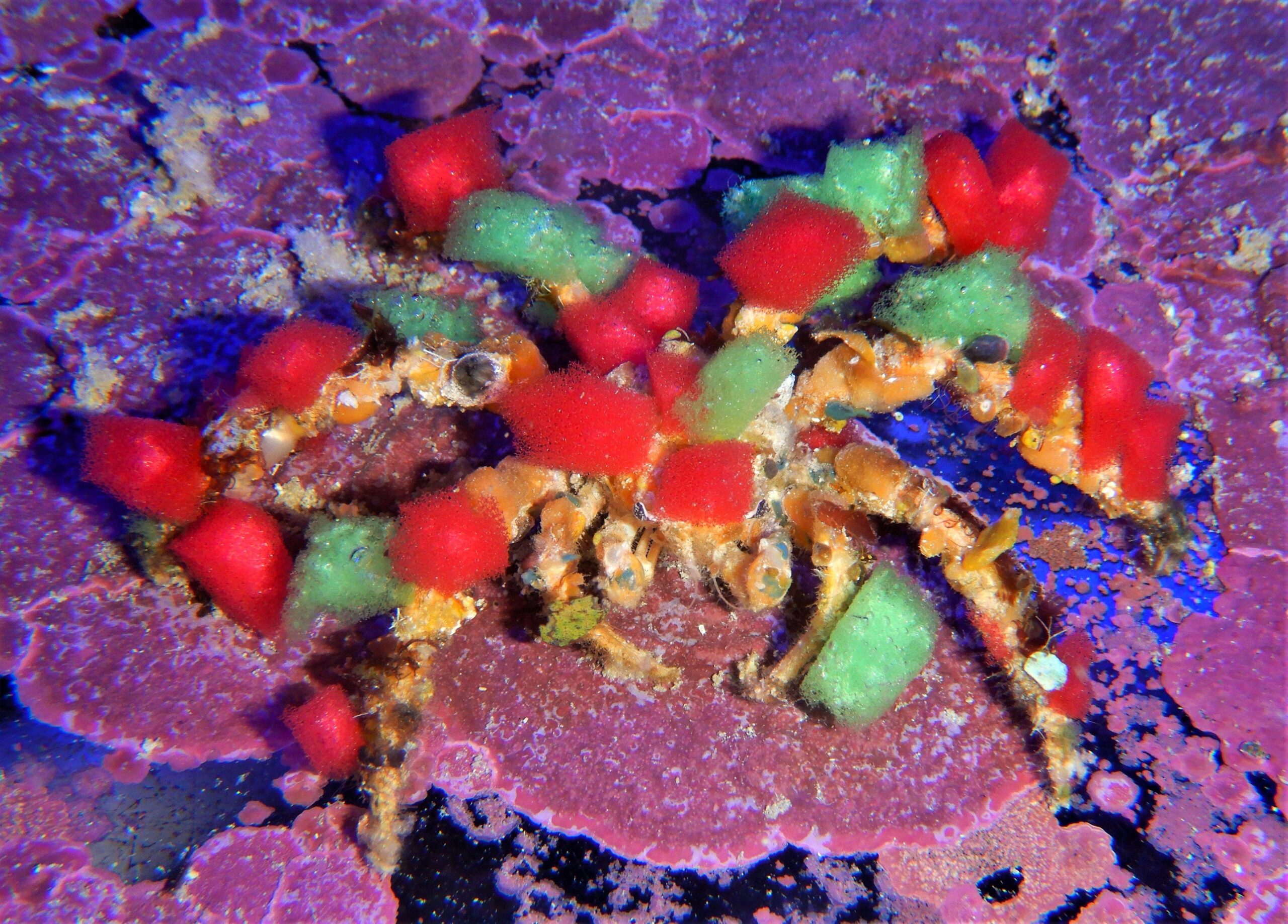 Crab: Dec Spider Christmas