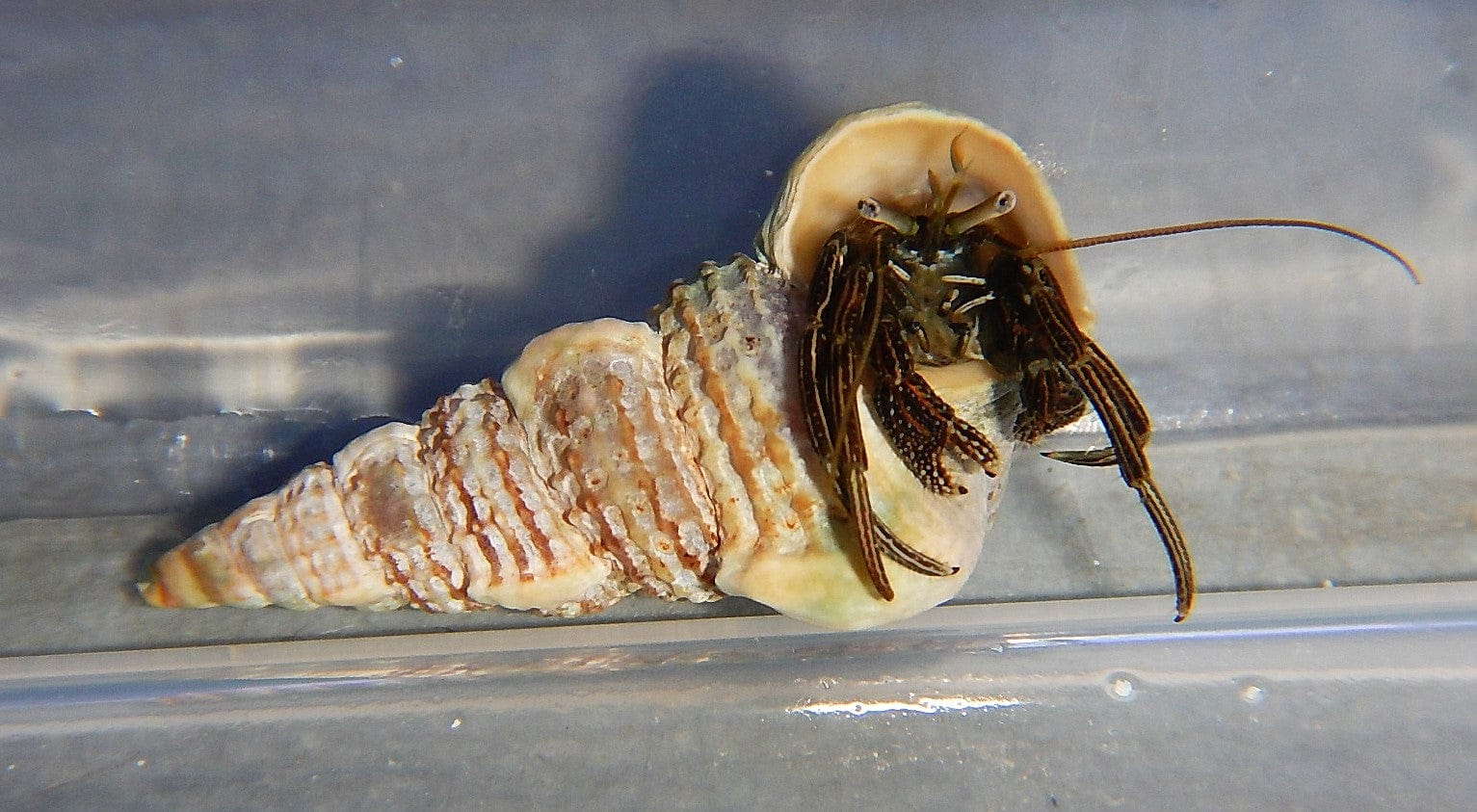 Crab: Green Leg Reef Hermit; Pac.