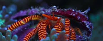 Crab: Halloween Hermit; Haw.